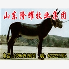 供應成年驢多少錢價格